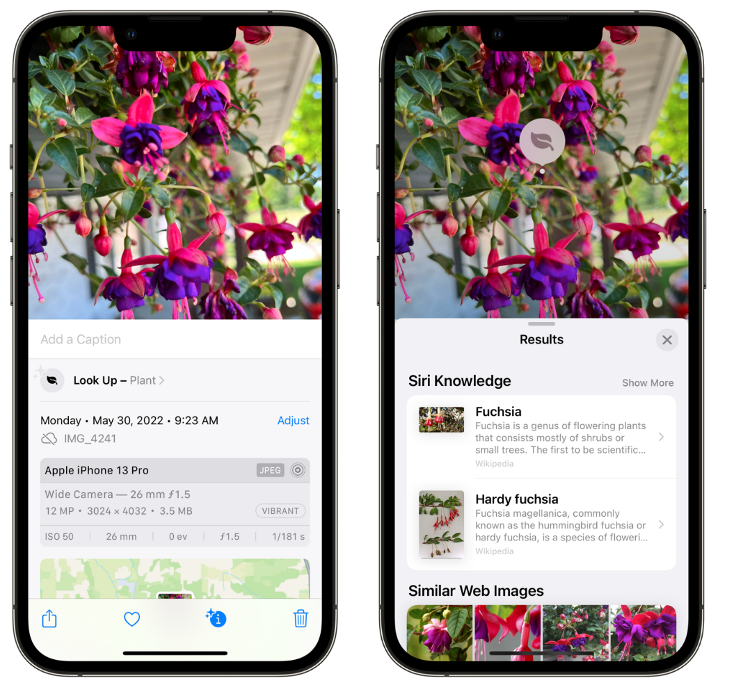 巴里坤苹果手机维修分享小技巧：使用 iPhone 相机识别花卉植物 